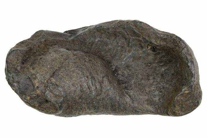Large Fossil Whale Ear Bone - South Carolina #352637